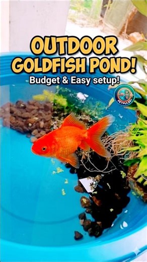 My New Outdoor Goldfish Pond! (Easy DIY) 🐠