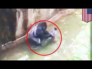 Harambe: How it went down - TomoNews