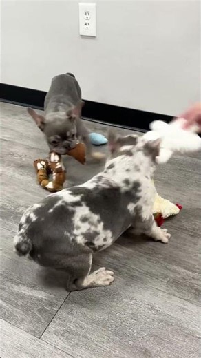 🐾 Double Trouble! Blue & Merle Frenchie Puppy Zoomies! 🧸 | Petland Phoenix ✨