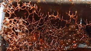 Australian Man Posts Image Of Alien Species Growing In His Water Meter, Internet Melts Down