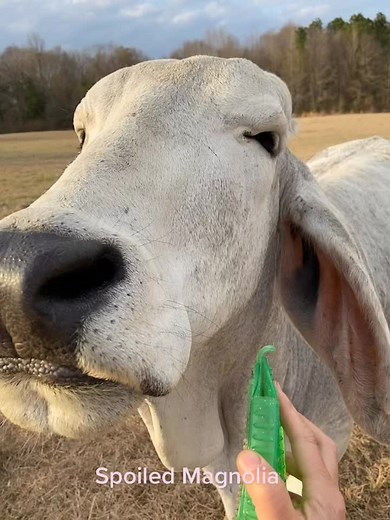 Marcie Cockrell on TikTok