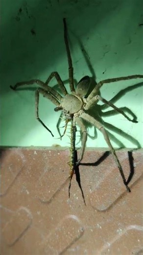 പഴുതാര ഡിന്നർ centipede vs Huntsman spider