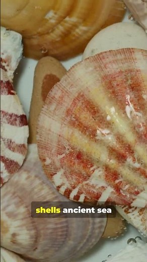 Diu’s Shell Museum in 30s! Must-See Gems