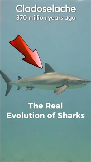 The Real Evolution of Sharks #evolution