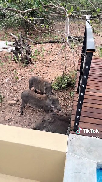 A weekend at Giraffe’s Loop - Marloth Park 🦒