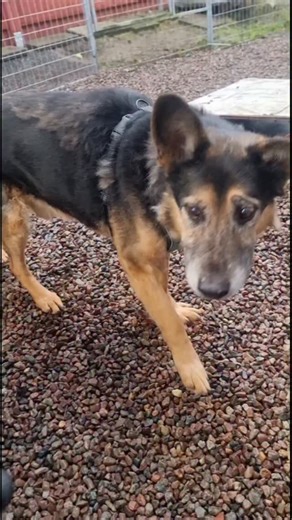 Black Dog Foundation- seniorhundarnas äldreboende | ⚠️⚠️⚠️ VARNING ⚠️⚠️⚠️ Ha hjärtstartare i närheten när ni kollar på videon, för det finns en överhängande risk att ni dör SÖTDÖDEN ☠️ När... | Instagram