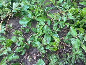 This weed is 'every gardener's nightmare', how to manage its spread - The Weather Network
