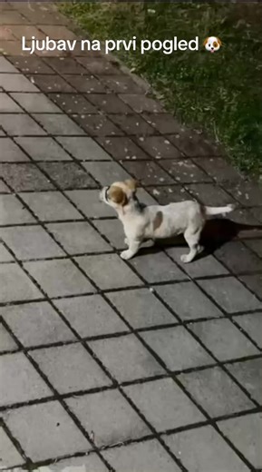 Kada pronadješ sreću na ulici, ti je povedi kući 🐶❤️#udominekupuj #sreća