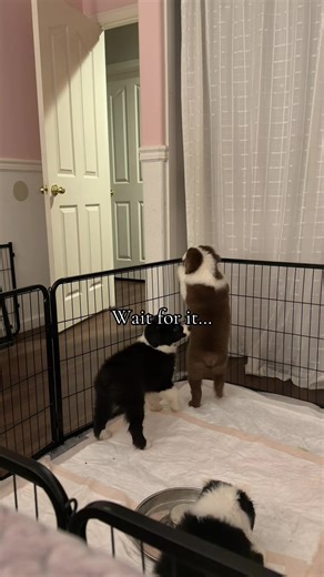 Funny Australian Shepherd Compilation