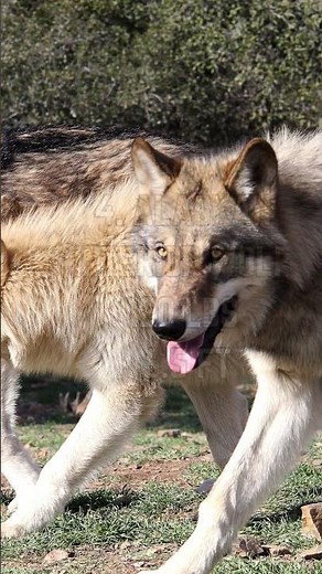 🐺🌟 Discovering the Giants: Top 5 Largest Wolf Species! 🏔️🐾