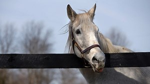 167K views · 6.5K reactions | Silver Charm, the oldest Kentucky Derby-winning horse, is living his best life at the Old Friends Thoroughbred Retirement Farms in Georgetown, Kentucky, where he loves taking selfies with visiting tourists. https://tinyurl.com/3prsa5xk | USA TODAY | Facebook