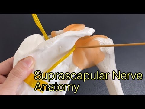 Anatomy of suprascapular nerve