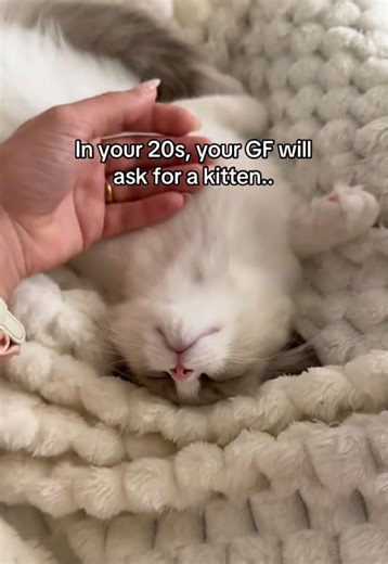 Essential Tips for Getting a Kitten in Your 20s