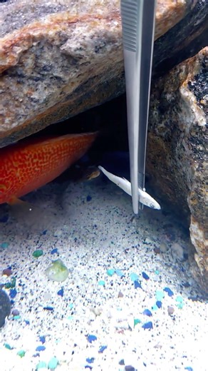 Tiger Moray feeding time!! #cichlids #freshwaterfish