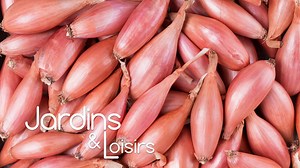 La culture des échalotes : conseils de plantation, de récolte et de conservation - RTBF Actus