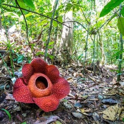 Floarea Cadavru: planta care miroase a moarte