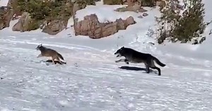 Watch: Wolf in pursuit of coyote sprints straight past fisherman