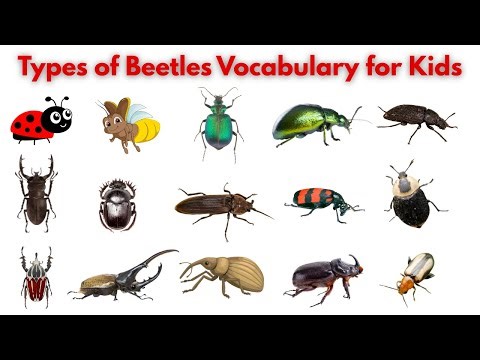 Types of Beetles Vocabulary for Kids | Learn Insect Names and Amazing Bug Facts for Preschool #bugs