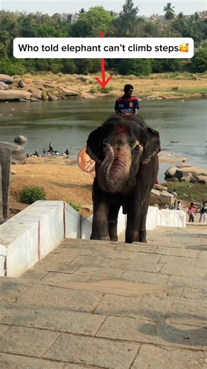 Elephant climbing 🥰🥰🥰🥰 #travel #ytshorts #ancient #history