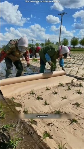 Why Farmers Laying Plastic Sheet Before Planting Rice! 😳 #shortsvideo