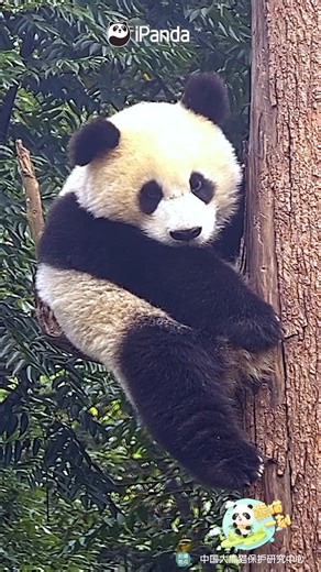 - What is the ideal head-to-body ratio for pandas? - 2:1. This is what makes them cute.（Pan Wang’s cub） #HiPanda #CCRCGP #PandaMoment For more panda information, please check out: https://en.ipanda.com | iPanda