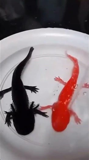 🐠 Fish That Change Colors Like Humans — The Ocean’s Masters of Disguise