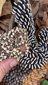 OMG Million Ticks #ticks #remove #tick #tickremove #1622 | Orange Clip