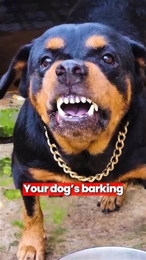 Stop Your Dog Barking FAST. 3 Proven Tips