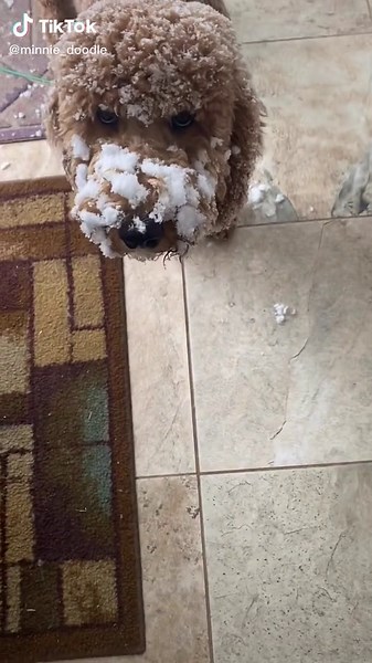 #fypシ #foryoupage #meangirls #puppy #snow #wisconsinwinter #cold #fluffy #cute #dog #doodle #minnie #weather #godkarenyouaresostupid #funny #trending