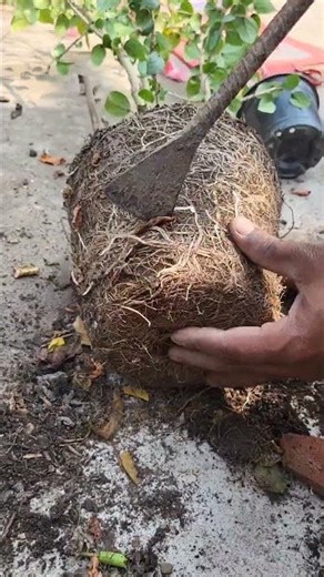 Do these 3 things to get more flowers on your Java tree🥰🌸☘️#youtubeshorts #garden #tranding