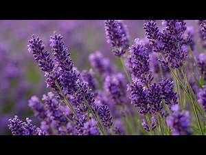🌸 Flowers Blooming Time-Lapse | When Flowers Bloom, Let Your Stress Fade Away