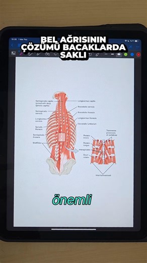 BEL AĞRISINDA KÜÇÜK AMA ETKİLİ ÇÖZÜM #belağrısı #anatomy
