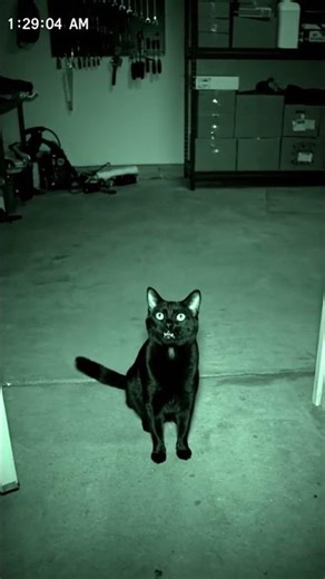 Cats SAY Meow Really Loud?