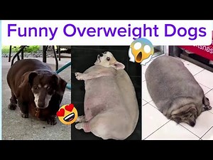 "Funny Overweight Dogs Compilation 🐶 | Cute & Chubby Pets Moments"