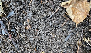 All About Invasive Jumping Worms - Hamilton Conservation Authority