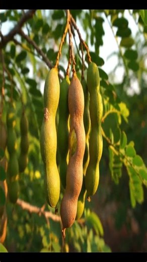 Premium Sweet Tamarind Farming & Processing: From Seed to Golden Amber Fruit Perfection