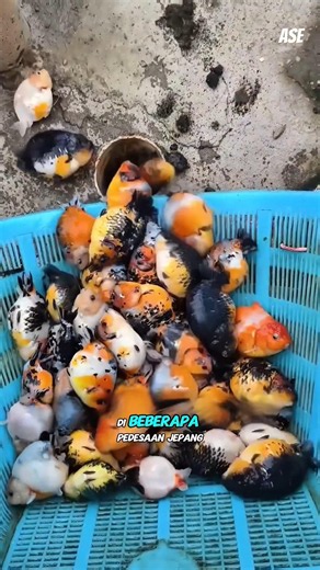 Banyak yang Mengira Ini aneh, Ternyata Tujuannya Sangat Cerdas