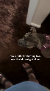 Anna (@caruyo)’s video of dogs