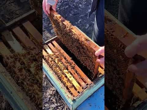 Inside the Hive | First Spring Bee Inspection 🐝#LifeOfBees #beekeeping #hiveinspection #springbees