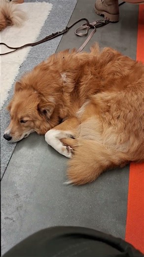 Chebo: The new fluffy dog ​​breed!