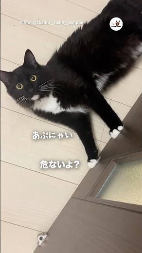 The repeating cat | PECO