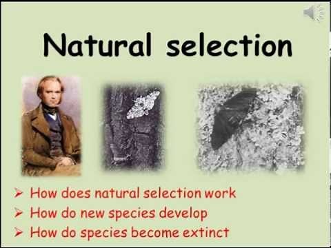 Natural Selection (GCSE Combined Science Biology)