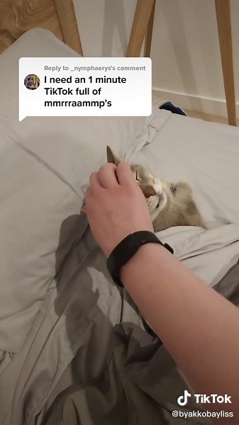 Understanding Cat Trilling: A Sign of Your Cat's Happiness