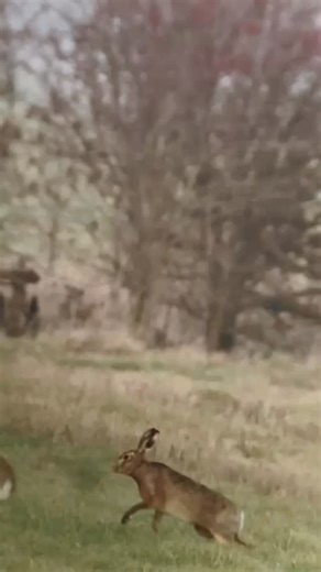 Elmley Nature Reserve on Instagram: "Spring is beginning to stir at Elmley Nature Reserve 🌿 Hares boxing in the open landscape, longer days, and the first subtle signs of the season shifting. It’s a beautiful time to slow down, reset, and reconnect with nature - whether that’s staying with us on the reserve, waking up to wildlife on your doorstep, or exploring the land on a guided Land Rover wildlife tour with our expert team. Discover more about spring at Elmley, our wildlife experiences, and
