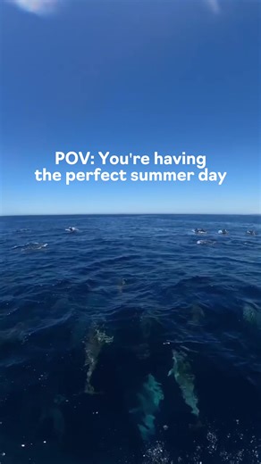 Sun Sea-Doo sea creatures = a perfect summer day in 📍 Australia 🤩 Send this to someone who needs to see dolphins in 🇦🇺 with you! 🎥 @danstellaa #SeaDoo #SeaDooLife #dolphins #summer #australia