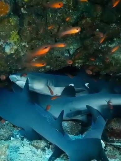 Protecting Nature: Simple Tips for Conservation