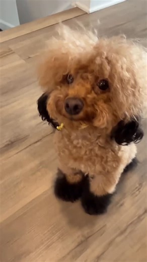 Miss North on Instagram: "Yes, I make her food fresh now, and it costs less than $30 and lasts for a long time. I just make sure to peel the skin off the sweet potatoes. She absolutely loves it, and I haven’t had any issues since switching. She’s doing so much better healthier, happier, and thriving. 🐾❤️ #doghomecookedfood #toypoodle #dogmomlife #dogtraining #healthyfreshfood"