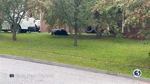 376K views · 4.2K reactions | No laboring for this bear in #Torrington on Labor Day. This guy was caught lounging on a lawn 'like he was the family dog.'  Carra Starr Wabrek | WFSB - Channel 3 Eyewitness News | Facebook