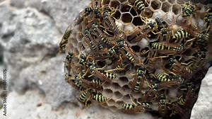 Very close shot of huge wasp nest. Aggressive poisonous insects half asleep in the morning. Community living, nest care and larvae control. Summer dangers, disinfestation and biodiversity.