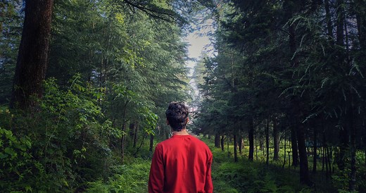 Survival 101: What To Do When You're Lost In The Woods